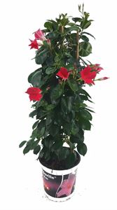 Bild von KP19 Sundaville Tower Roze